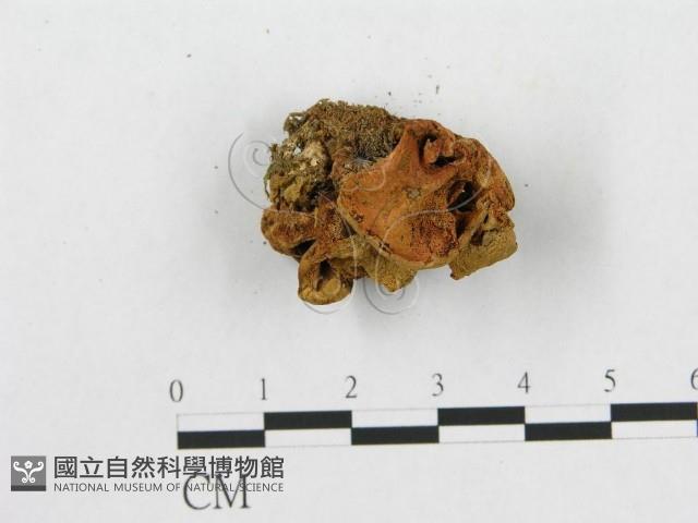 多孔菌屬藏品圖，第4張
