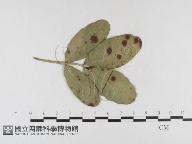 登錄號:F0026331藏品圖，第4張