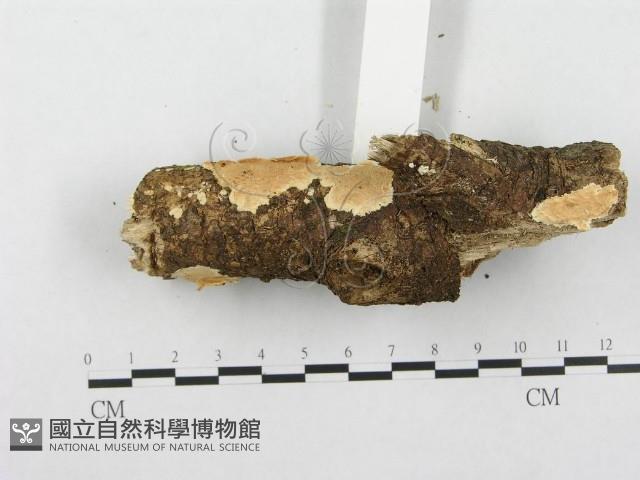 登錄號:F0001331藏品圖，第1張
