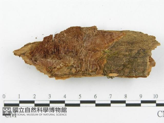 登錄號:F0017331藏品圖，第4張