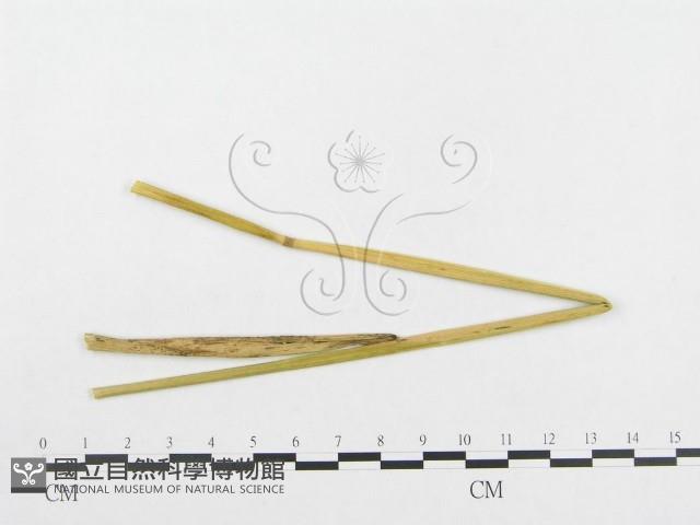 登錄號:F0019331藏品圖，第4張