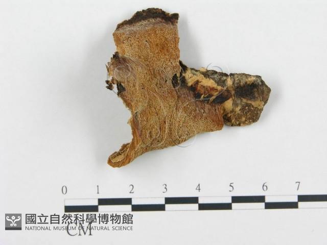 登錄號:F0017271藏品圖，第4張