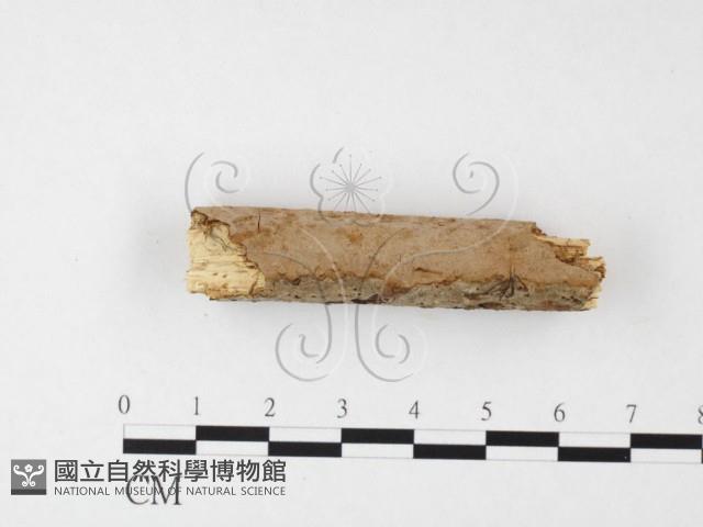 刺革菌屬藏品圖，第4張