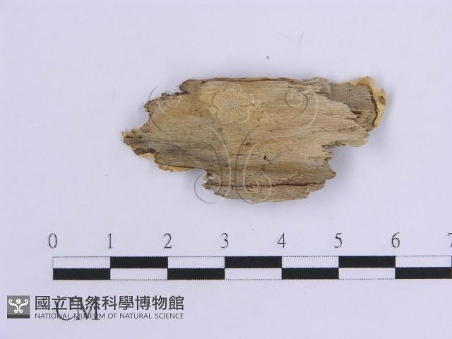 登錄號:F0017871藏品圖，第4張