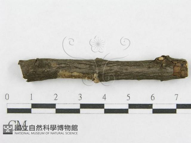 絲皮菌屬藏品圖，第4張