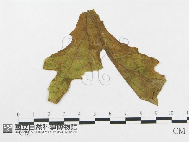 館號:F0018971藏品圖，第4張