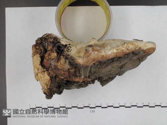 登錄號:F0020971藏品圖，第4張