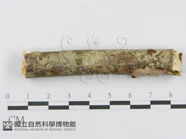 登錄號:F0014971藏品圖，第4張