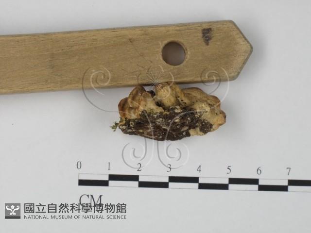 登錄號:F0019971藏品圖，第4張