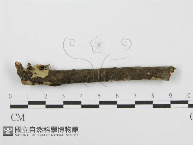 筍殼菌屬藏品圖，第4張