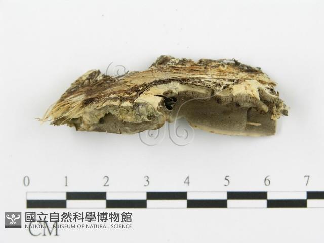 登錄號:F0017671藏品圖，第4張