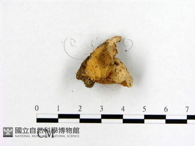 登錄號:F0009671藏品圖，第4張