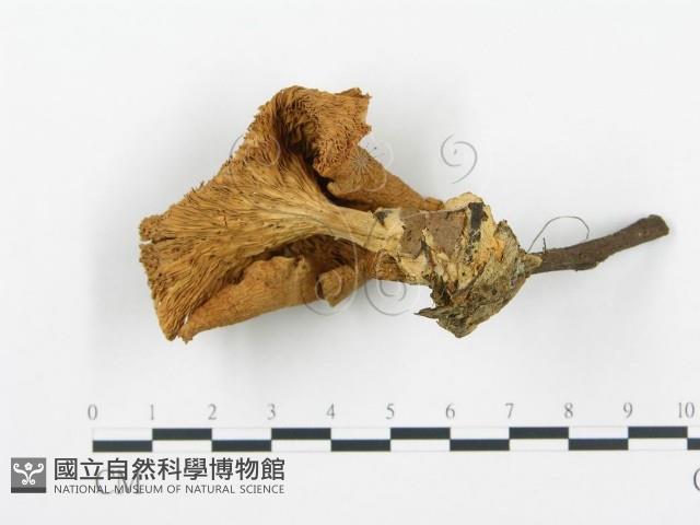 杯傘屬藏品圖，第4張