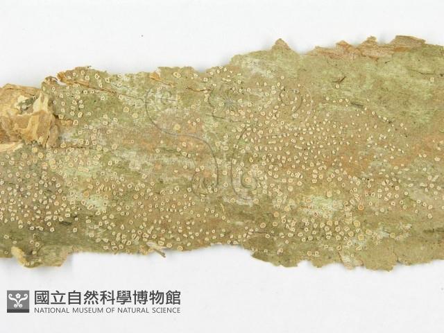 登錄號:F0020471藏品圖，第4張