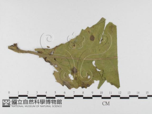 登錄號:F0026471藏品圖，第4張