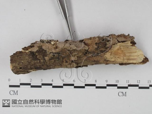 登錄號:F0001471藏品圖，第4張