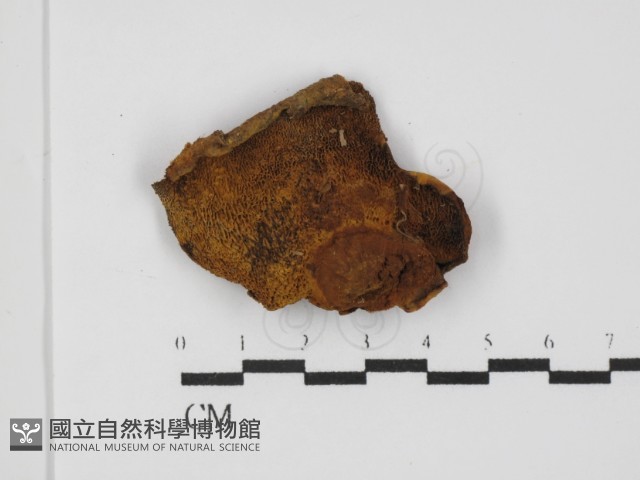 登錄號:F0031471藏品圖，第4張