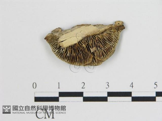 登錄號:F0017471藏品圖，第4張