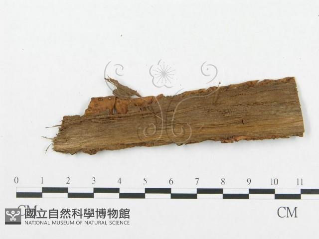 登錄號:F0011571藏品圖，第4張