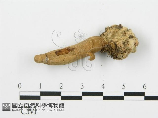 登錄號:F0012571藏品圖，第4張