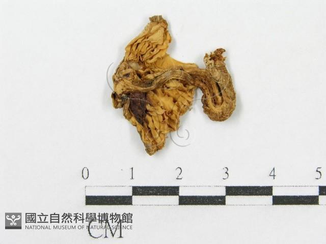 鵝膏屬藏品圖，第4張