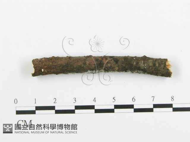 阿太菌屬藏品圖，第4張