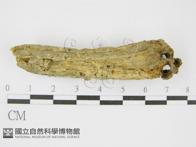 登錄號:F0016171藏品圖，第4張