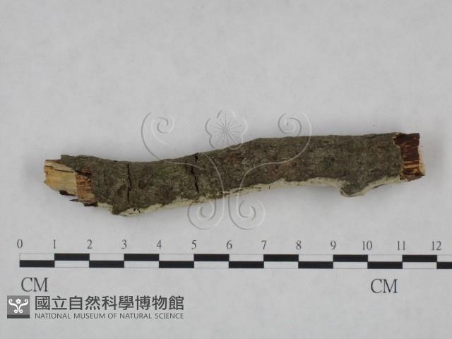 剛毛絲皮菌藏品圖，第4張