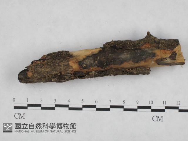 登錄號:F0003071藏品圖，第4張
