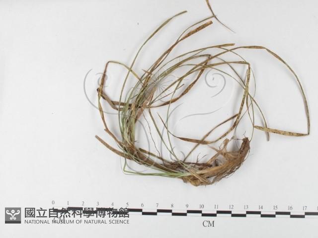 登錄號:F0026264藏品圖，第4張