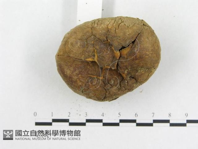 登錄號:F0016264藏品圖，第4張