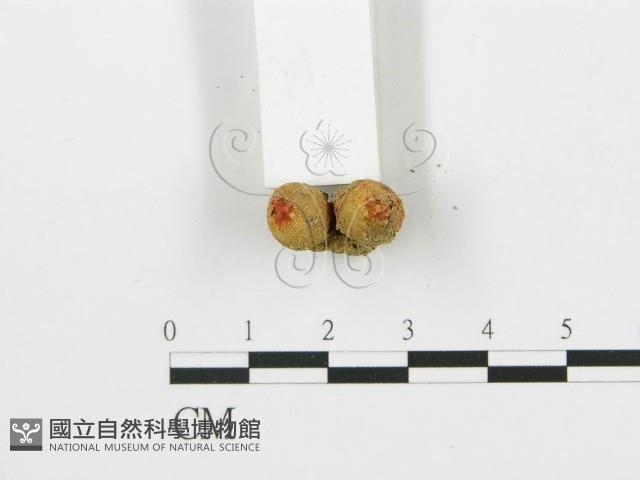 登錄號:F0002264藏品圖，第4張