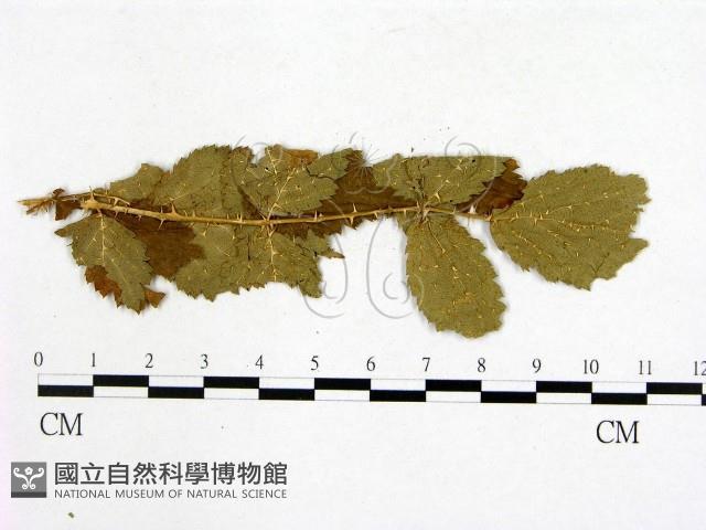 登錄號:F0019264藏品圖，第4張