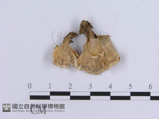 登錄號:F0018864藏品圖，第4張