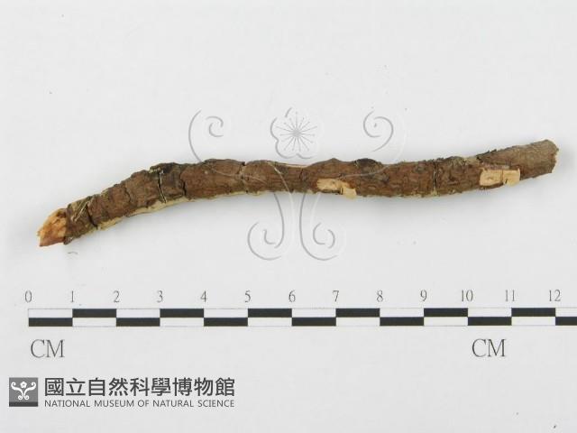 登錄號:F0014864藏品圖，第4張