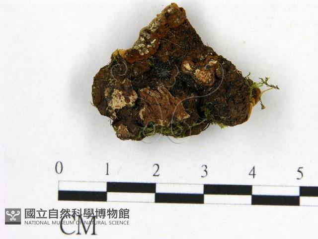 登錄號:F0017864藏品圖，第4張