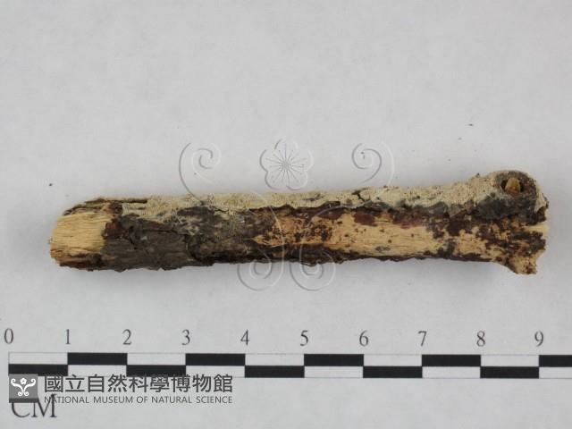 登錄號:F0023864藏品圖，第4張