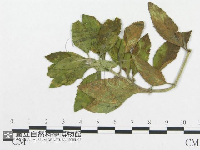 登錄號:F0018964藏品圖，第4張