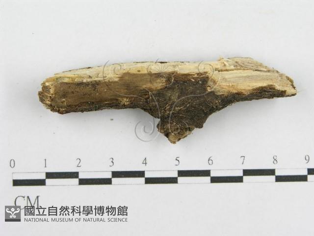 登錄號:F0014964藏品圖，第4張