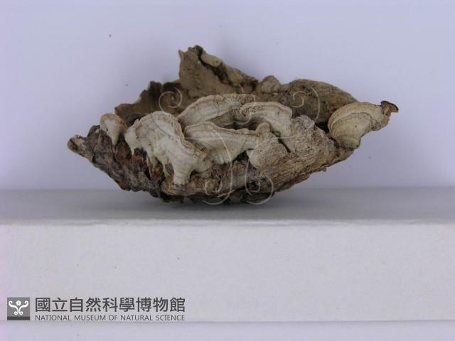 登錄號:F0002964藏品圖，第4張