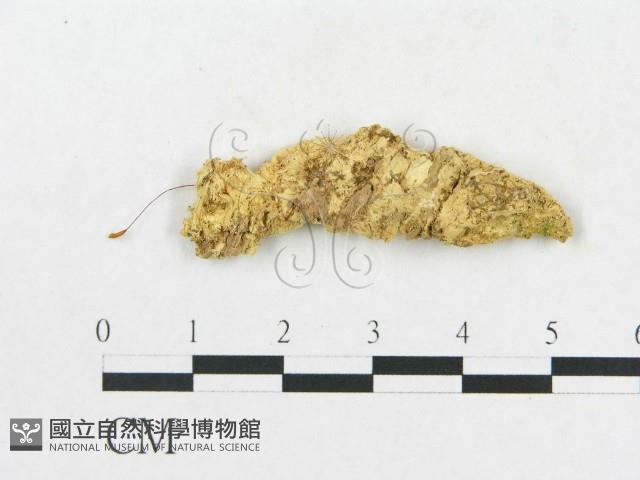 登錄號:F0017664藏品圖，第4張
