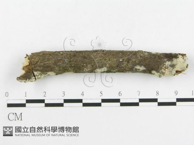 剛毛絲皮菌藏品圖，第4張