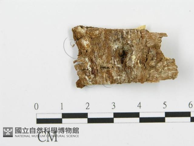 登錄號:F0017464藏品圖，第4張