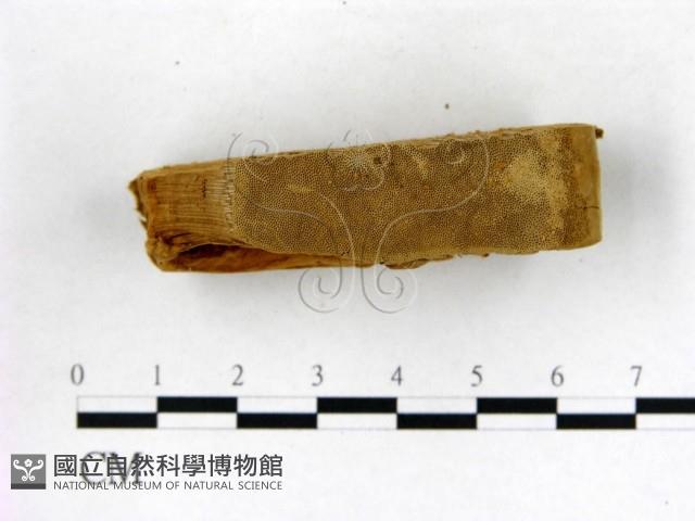 登錄號:F0006764藏品圖，第4張