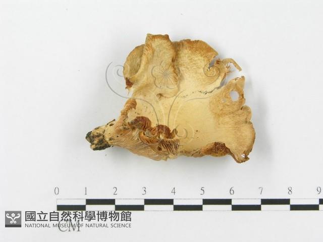 登錄號:F0014764藏品圖，第4張