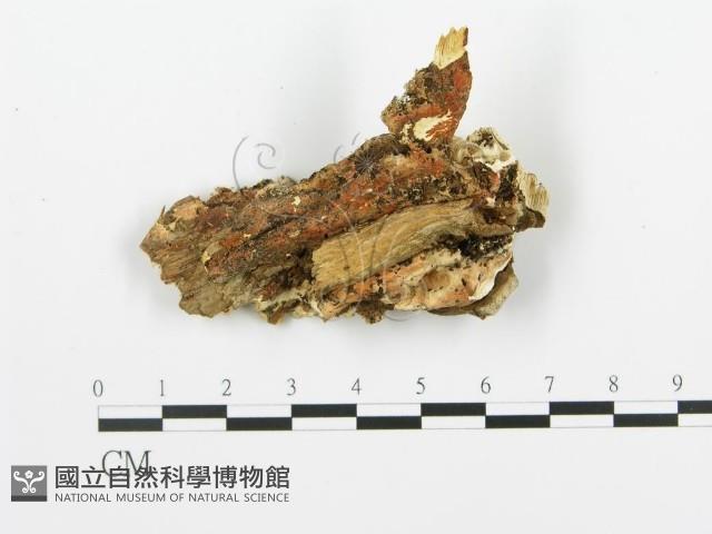登錄號:F0019764藏品圖，第4張