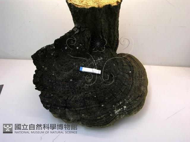 金邊纖孔菌藏品圖，第4張