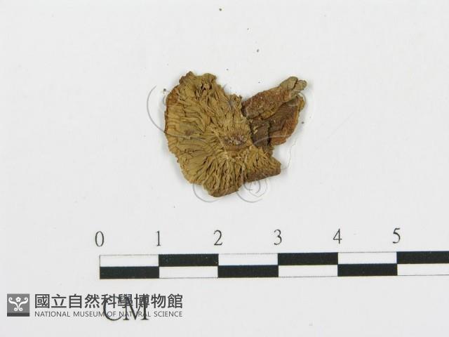 登錄號:F0011564藏品圖，第4張