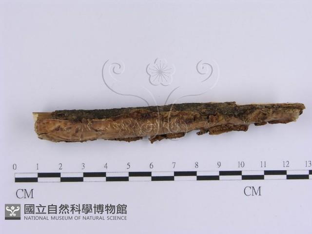韌革菌屬藏品圖，第4張