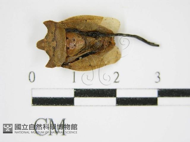 絲皮菌屬藏品圖，第4張